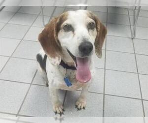 Beagle Dogs for adoption in Canfield, OH, USA