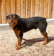 Medium Photo #1 Rottweiler Puppy For Sale in Littelton, CO, USA