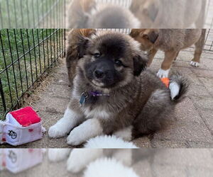 Collie-Unknown Mix Dogs for adoption in Plainfield, IL, USA