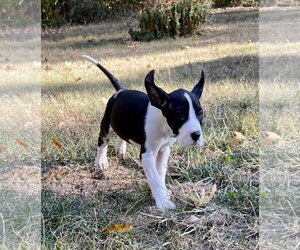 Great Dane Dogs for adoption in Hillsboro, MO, USA
