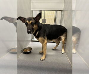 Medium Photo #1 German Shepherd Dog Puppy For Sale in Modesto, CA, USA