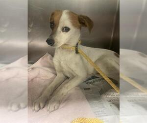 Chihuahua Dogs for adoption in Bakersfield, CA, USA