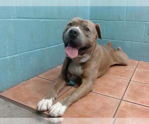 American Pit Bull Terrier-Unknown Mix Dogs for adoption in Downey, CA, USA