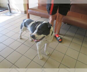 American Pit Bull Terrier Dogs for adoption in Ocala, FL, USA