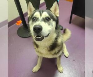 Siberian Husky Dogs for adoption in Long Beach, CA, USA