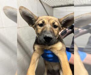 German Shepherd Dog Dogs for adoption in Stockton, CA, USA