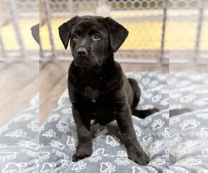 Labrador Retriever-Unknown Mix Dogs for adoption in Bellevue, WA, USA