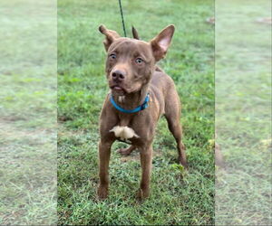 American Pit Bull Terrier-Unknown Mix Dogs for adoption in Ball Ground, GA, USA