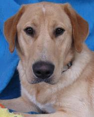 Doberman Pinscher Dogs for adoption in Spring Lake, NJ, USA