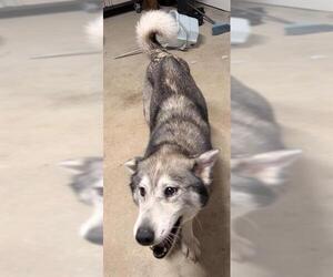 Siberian Husky Dogs for adoption in San Antonio, TX, USA