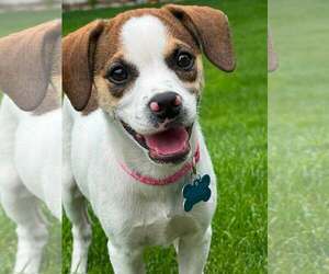 Beagle-Unknown Mix Dogs for adoption in Plainfield, IL, USA