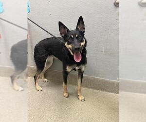 German Shepherd Dog-Unknown Mix Dogs for adoption in Las Vegas, NV, USA