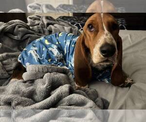 Basset Hound Dogs for adoption in Deepwater, NJ, USA