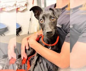 Italian Greyhound-Unknown Mix Dogs for adoption in Woodland, CA, USA