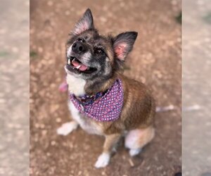 Small Australian Kelpie