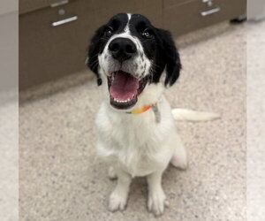 Pyrenees Border Collie Dogs for adoption in Brighton, CO, USA