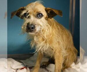 Mutt Dogs for adoption in San Antonio, TX, USA