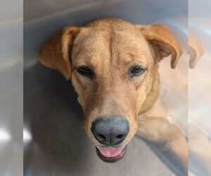 American Pit Bull Terrier-Unknown Mix Dogs for adoption in Huntington Beach, CA, USA