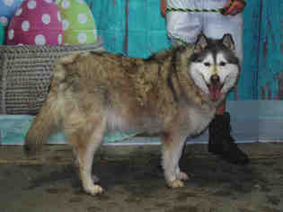 Alaskan Malamute Dogs for adoption in Louisville, KY, USA