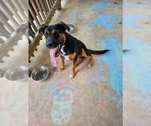 Rottweiler-Unknown Mix Dogs for adoption in San Antonio, TX, USA