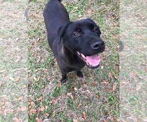 Labrador Retriever Dogs for adoption in Jackson, MS, USA