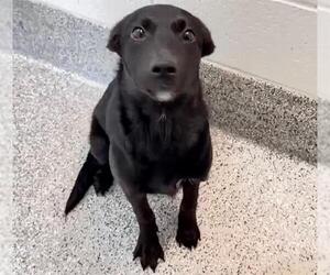 German Shepherd Dog-Unknown Mix Dogs for adoption in Houston, TX, USA