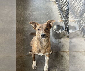 American Pit Bull Terrier-Unknown Mix Dogs for adoption in Bolivar, MO, USA