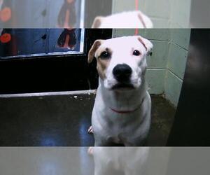 German Shepherd Dog-Unknown Mix Dogs for adoption in Tulsa, OK, USA