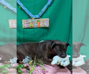 Labrador Retriever-Unknown Mix Dogs for adoption in Franklin, North Carolina, NC, USA