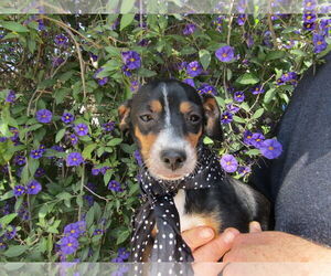 Mutt Dogs for adoption in San Diego, CA, USA