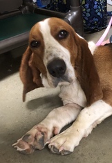 Basset Hound-Unknown Mix Dogs for adoption in Dahlgren, VA, USA
