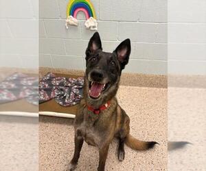 Mutt Dogs for adoption in Brighton, CO, USA