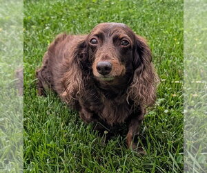 Dachshund Dogs for adoption in Shelbyville, TN, USA