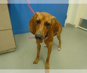 Redbone Coonhound Dogs for adoption in Pueblo, CO, USA
