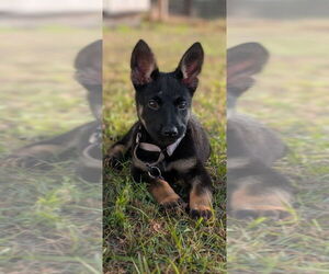 German Shepherd Dog-Unknown Mix Dogs for adoption in Imlay City, MI, USA