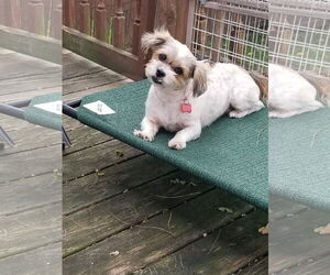 Havamalt Dogs for adoption in Mount Laurel, NJ, USA