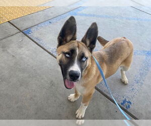 German Shepherd Dog Dogs for adoption in Bakersfield, CA, USA