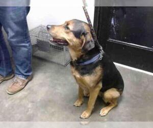 Rotterman Dogs for adoption in Tulsa, OK, USA