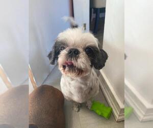Shih Tzu Dogs for adoption in vacaville, CA, USA