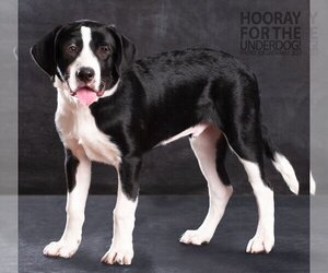 Labrador Retriever-Unknown Mix Dogs for adoption in Richardson, TX, USA