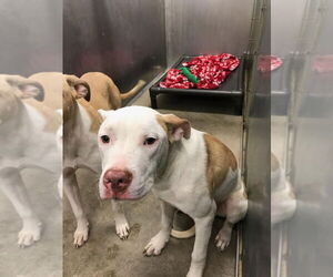 American Pit Bull Terrier Dogs for adoption in La Porte, IN, USA