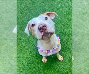 Mutt Dogs for adoption in San Francisco, CA, USA