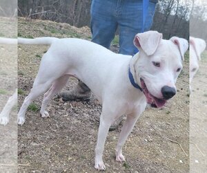 American Pit Bull Terrier-Staffordshire Bull Terrier Mix Dogs for adoption in Lonsdale, AR, USA