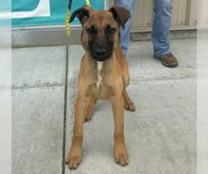 Doberman Pinscher Dogs for adoption in Salinas, CA, USA