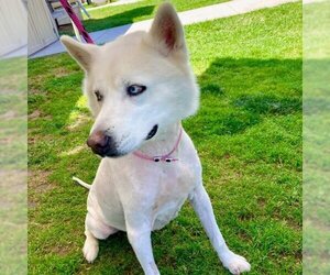 Siberian Husky Dogs for adoption in Long Beach, CA, USA