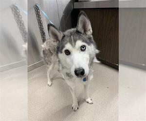 Siberian Husky Dogs for adoption in Fairbanks, AK, USA