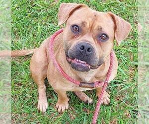 American Staffordshire Terrier Dogs for adoption in Fort Lauderdale, FL, USA