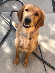 Golden Retriever Dogs for adoption in Littleton, CO, USA