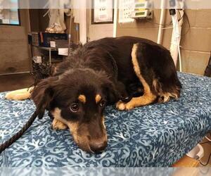 German Shepherd Dog-Unknown Mix Dogs for adoption in Downey, CA, USA