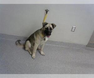 German Shepherd Dog-Unknown Mix Dogs for adoption in Pasadena, TX, USA